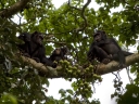 Filename=Oeganda_-_Kibale_Forest_-_IMG_2969.jpg
Filesize=377KiB
Dimensions=1024x768
Date added=Dec 06, 2013 Oeganda_-_Kibale_Forest_-_IMG_2969.jpg