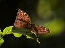 Filename=Oeganda_-_Kibale_Forest_-_IMG_8792.jpg
Filesize=171KiB
Dimensions=1024x768
Date added=Dec 06, 2013 Oeganda_-_Kibale_Forest_-_IMG_8792.jpg