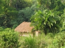 Filename=Oeganda_-_Kibale_Forest_-__Chimps_Nest_-_IMG_8582.jpg
Filesize=622KiB
Dimensions=1024x768
Date added=Dec 06, 2013 Oeganda_-_Kibale_Forest_-__Chimps_Nest_-_IMG_8582.jpg